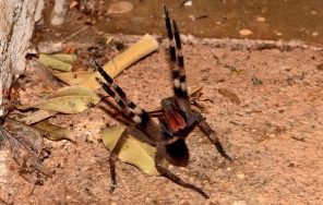 Top 5 Loại nhện nguy hiểm nhất thế giới có thể bạn chưa biết