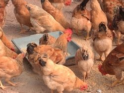 Top 8 Bệnh thường gặp nhất ở gà và cách phòng chống, chữa trị hiệu quả